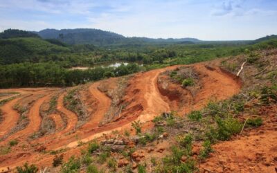 The impacts on biodiversity after clearing alien-invaded land to supply industries with biomass