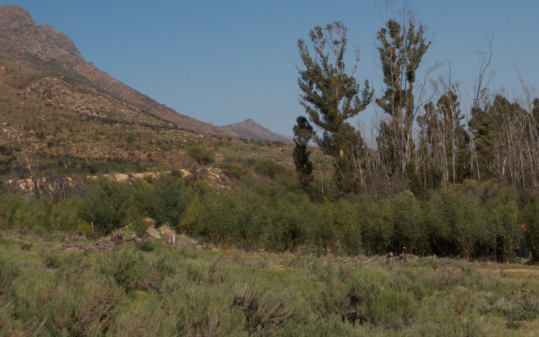 Tortoises in invaded habitats: do thermal changes affect their performance?