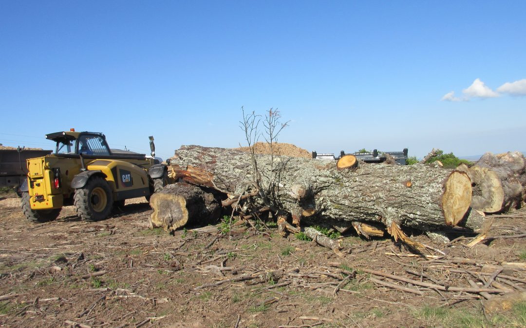 Carbon markets can support invasive trees’ control with biomass-based value chains