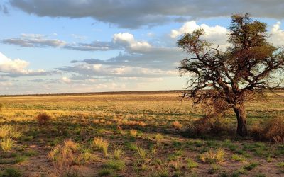 Planting trees to fight climate change? Think again