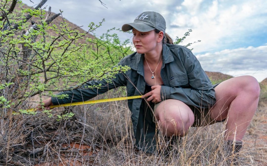 Reshaping the role of the Black Rhino in arid ecosystems