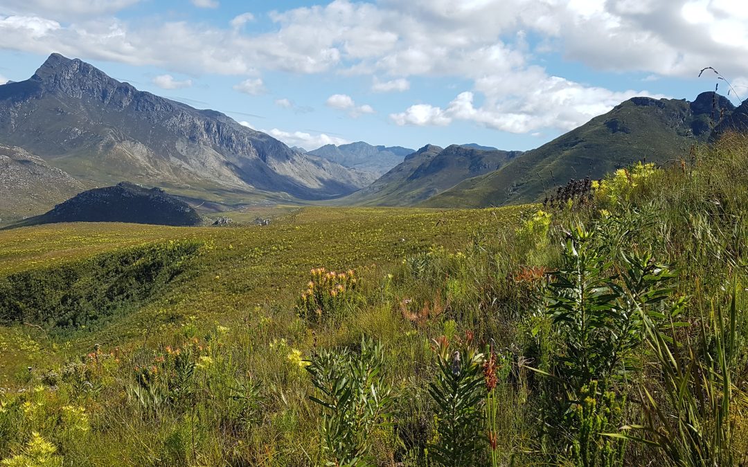 Stewards of Nature and SU School for Climate Studies showcase biodiversity benefits of invasive tree clearing